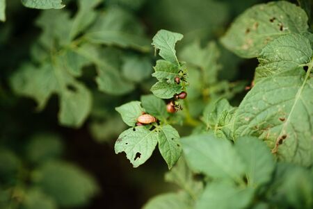close up view of colorado bettle on poptato leavesの写真素材