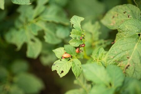 close up view of colorado bettle on poptato leavesの写真素材