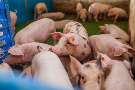 pigs in the pigsty livestock pork productionの写真素材