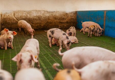 pigs in the pigsty livestock pork productionの写真素材