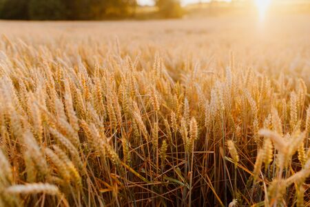 Agriculture Business - golden wheat eras on agricultural fieldの写真素材