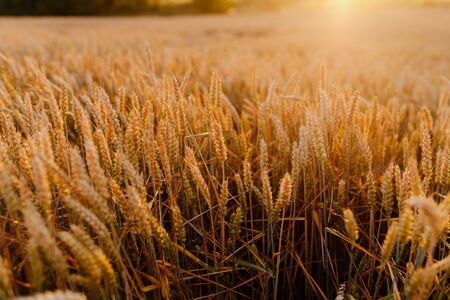 Agriculture Business - golden wheat eras on agricultural fieldの写真素材