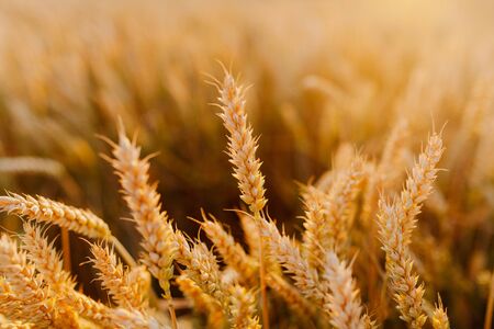 Agriculture Business - golden wheat eras on agricultural fieldの写真素材