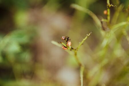 close up view of colorado bettle on poptato leavesの写真素材