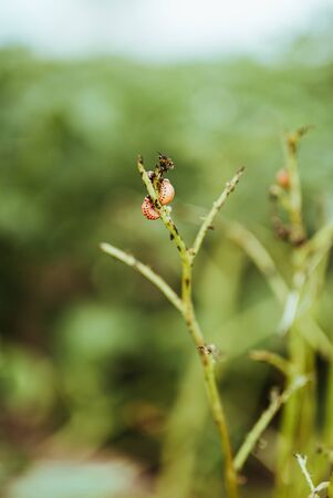 close up view of colorado bettle on poptato leavesの写真素材
