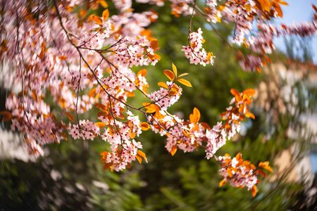 beautiful view of flowering cherries - Agricultureの写真素材