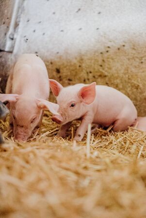 Young Piglets at Livestock Farm. Pigs and Piglets at Stable - Livestock Trade In - Port Production.