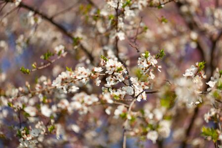 beautiful view of flowering cherries - Agriculture. Cherries flowering at agricultural cherry farm - cherry production.の写真素材