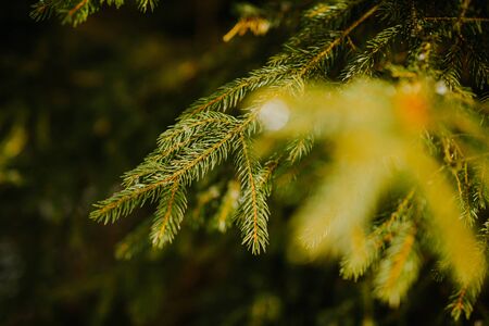 close up of pine tree branch in winterの写真素材