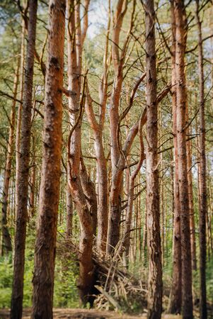 alley in coniferous forest in summerの写真素材