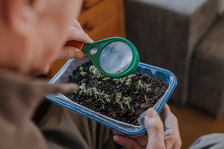 Senior observes sprouts of green vegetables