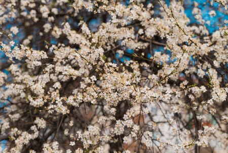 trees full of blooming white flowers, spring orchard, blooming cherry trees in park, sprig of blooming white flowersの写真素材