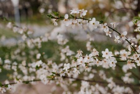 trees full of blooming white flowers, spring orchard, blooming cherry trees in park, sprig of blooming white flowersの写真素材