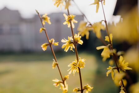 Yellows forsythia flowers. Golden Bell, Border Forsythia. Forsythia x intermedia, europaea. Blooming in spring garden bush.の写真素材