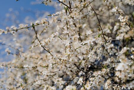 trees full of blooming white flowers, spring orchard, blooming cherry trees in park, sprig of blooming white flowersの写真素材