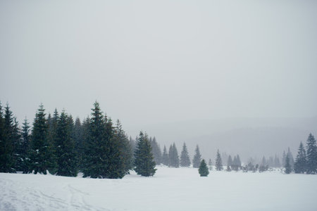Beautiful Winter Landscape in Mountains. Majestic winter landscape. frosty pine trees.の写真素材