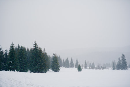 Beautiful Winter Landscape in Mountains. Majestic winter landscape. frosty pine trees.の写真素材