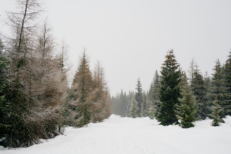 Beautiful Winter Landscape in Mountains. Majestic winter landscape. frosty pine trees.の写真素材