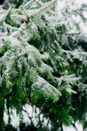 Winter Scenery Pine Trees Covered With Snowの写真素材
