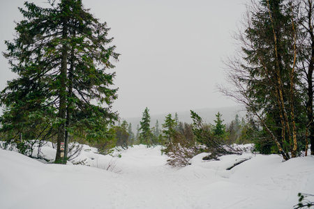 Beautiful Winter Landscape in Mountains. Majestic winter landscape. frosty pine trees.の写真素材