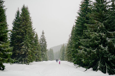 Beautiful Winter Landscape in Mountains. Majestic winter landscape. frosty pine trees.