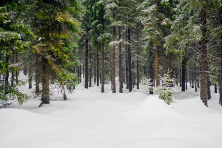 Winter Scenery Pine Trees Covered With Snowの写真素材