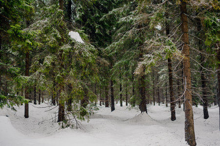 Winter Scenery Pine Trees Covered With Snowの写真素材