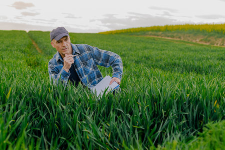 Portrait of Successful Farmer Examining Crops at Agriculture Field. Farmer Looking at Crops Wheat...