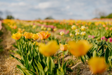 Yellow Tulips Blooming on Field at Flower Plantation Farm in Netherlandsの写真素材