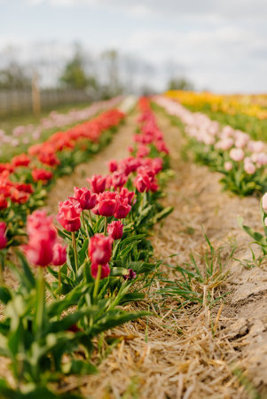 Fresh Red Purple Tulips Blooming on Field at Flower Plantation Farm in Netherlandsの写真素材