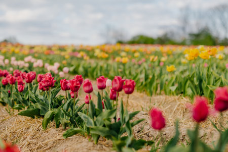 Beautiful Red Tulips Blooming on Field Agricultureの写真素材