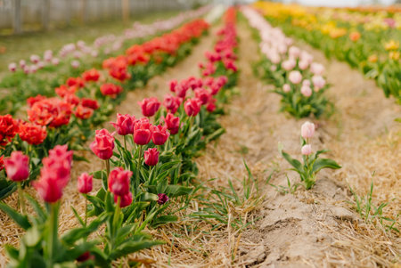 Fresh Red Purple Tulips Blooming on Field at Flower Plantation Farm in Netherlandsの写真素材