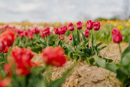 Beautiful Red Tulips Blooming on Field Agricultureの写真素材