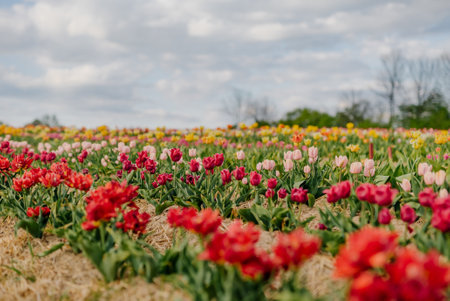 Beautiful Red Tulips Blooming on Field Agricultureの写真素材