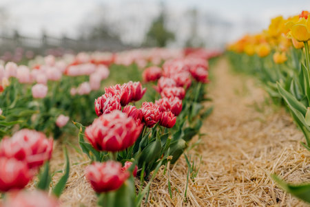 Beautiful Red Tulips Blooming on Field Agricultureの写真素材
