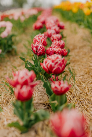 Beautiful Red Tulips Blooming on Field Agricultureの写真素材