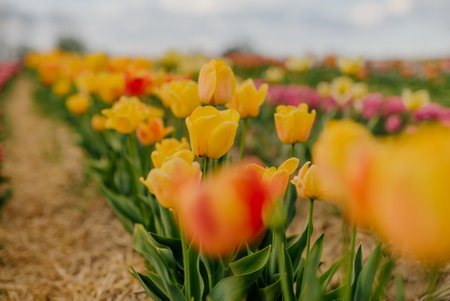 Beautiful Yellow Tulips Blooming on Field at Flower Plantation Farm in Netherlandsの写真素材