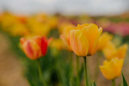 Beautiful Yellow Tulips Blooming on Field at Flower Plantation Farm in Netherlandsの写真素材