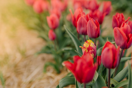 Beautiful Red Tulips Blooming on Field Agriculture. Tulip Infected with Flower Virusの写真素材