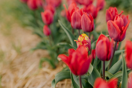 Beautiful Red Tulips Blooming on Field Agriculture. Tulip Infected with Flower Virusの写真素材