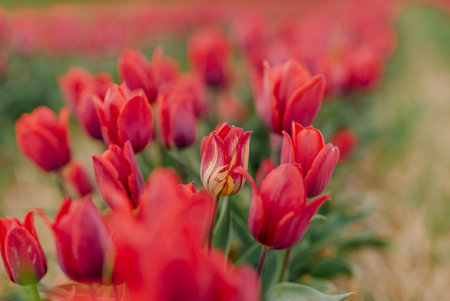 Beautiful Red Tulips Blooming on Field Agriculture. Tulip Infected with Flower Virusの写真素材