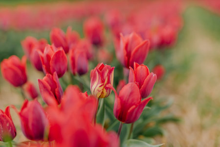 Beautiful Red Tulips Blooming on Field Agriculture. Tulip Infected with Flower Virusの写真素材