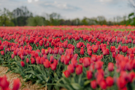 Beautiful Red Tulips Blooming on Field Agricultureの写真素材