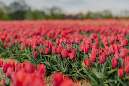 Beautiful Red Tulips Blooming on Field Agricultureの写真素材