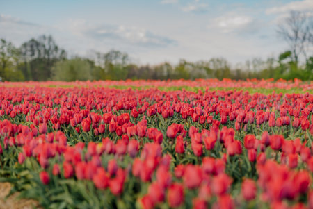 Beautiful Red Tulips Blooming on Field Agricultureの写真素材