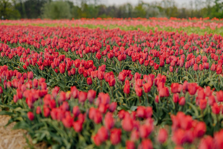 Beautiful Red Tulips Blooming on Field Agricultureの写真素材