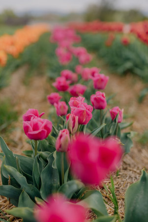 Pink Tulips Blooming on Field at Flower Plantation Farm in Netherlandsの写真素材
