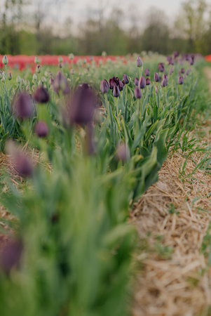 Deep Violet Tulips Blooming on Field at Flower Plantation Farm in Netherlandsの写真素材