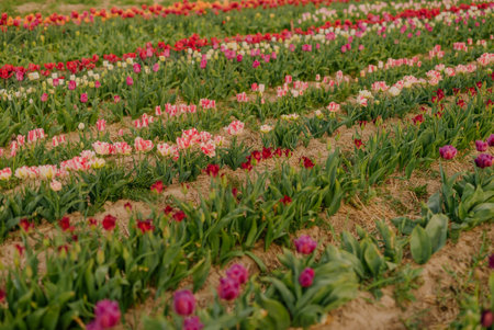 Beautiful Red Tulips Blooming on Field Agricultureの写真素材
