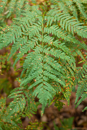 Plant Disease. Close Uo of Fern Leaf discolorated.の写真素材